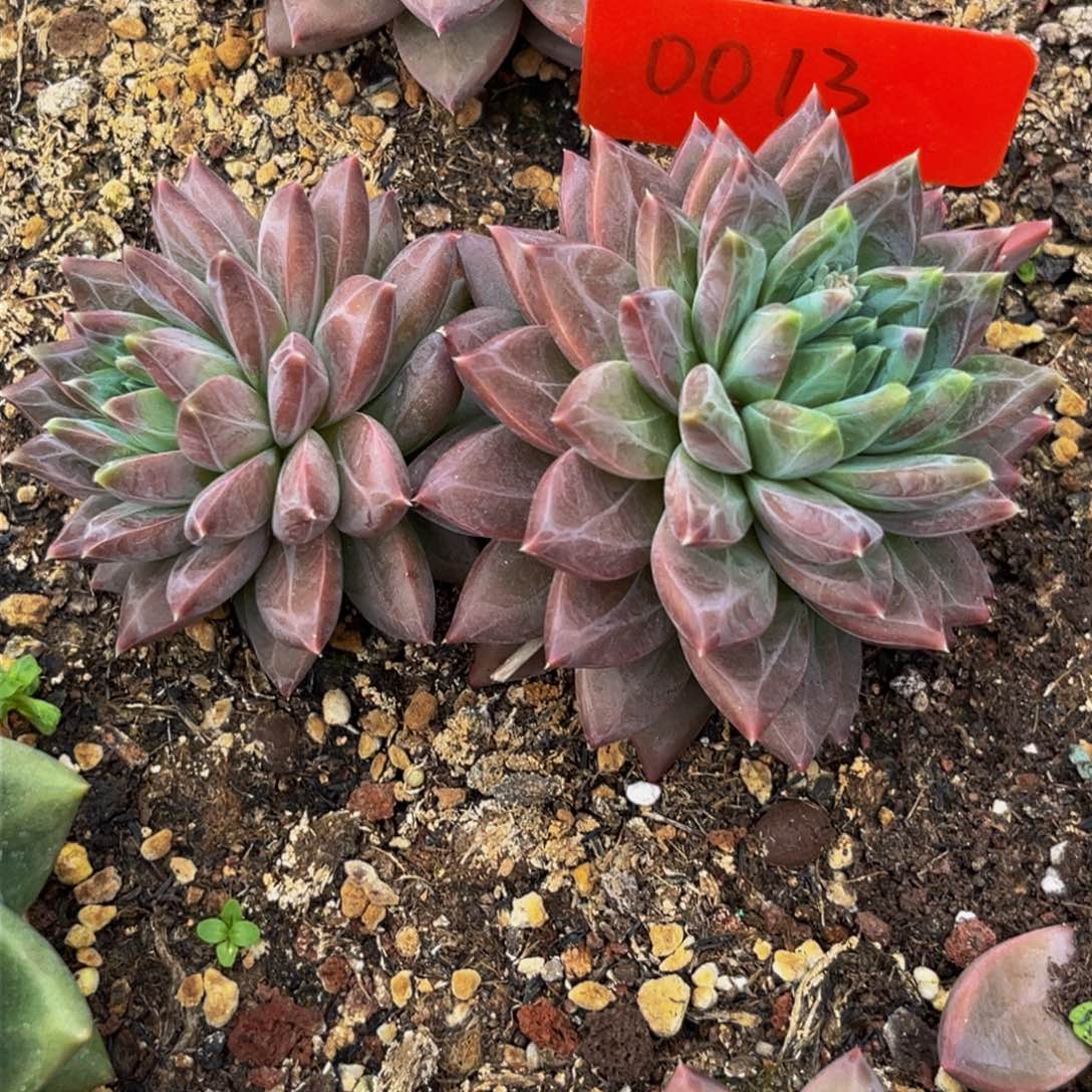 0013下午多肉植物群生