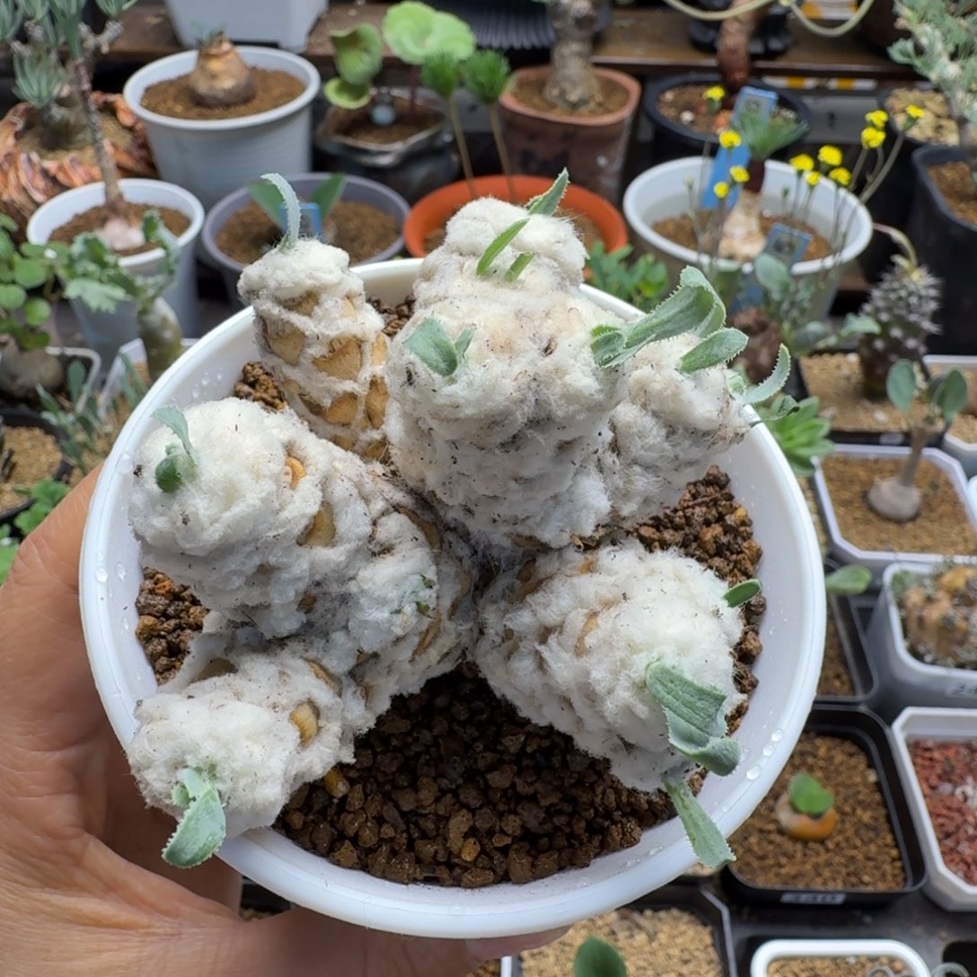 刨花厚墩菊349 仙人球