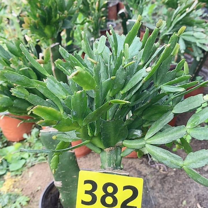 无花朵赵**?2228/382号新疆不包邮