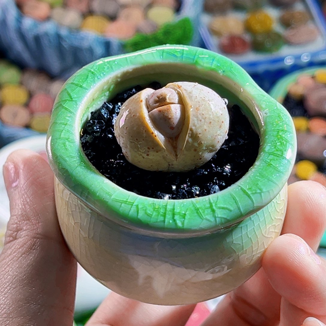 031高尔夫生石花2cm连盆带土包邮