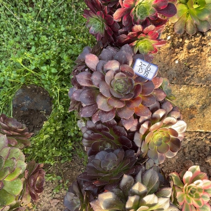 四颗有瑕疵多肉断枝不包18