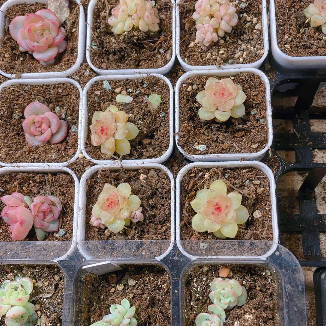 星辰珍妮中苗一个满25包邮