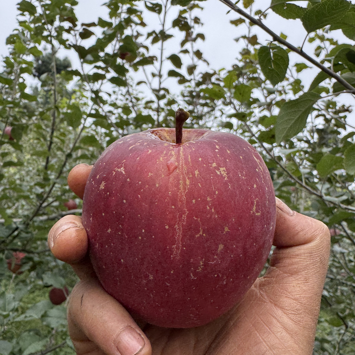 现摘现发的自然成熟的苹果甜不怎么脆