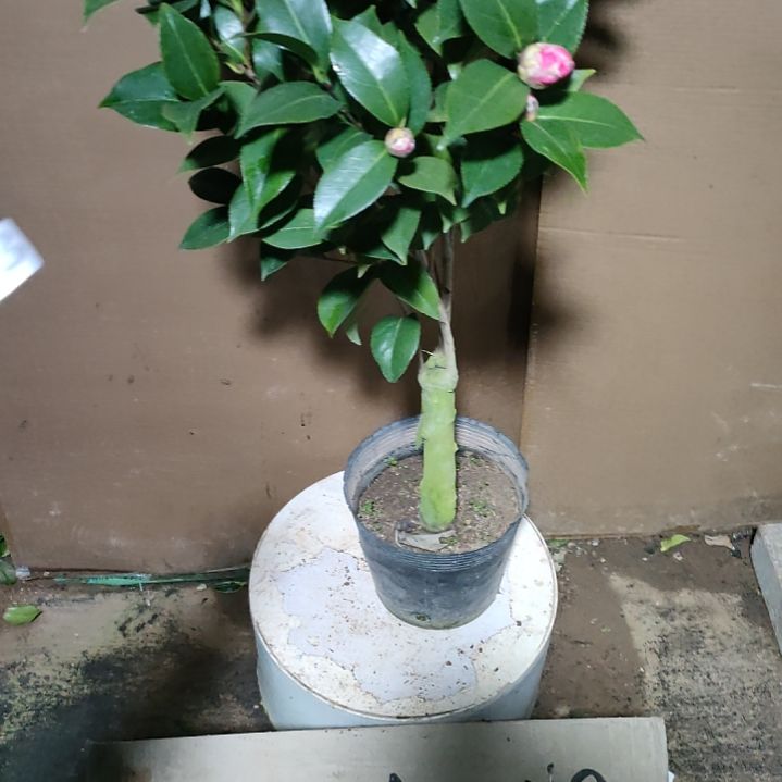 153喜悦，原盆原土发货，不包邮