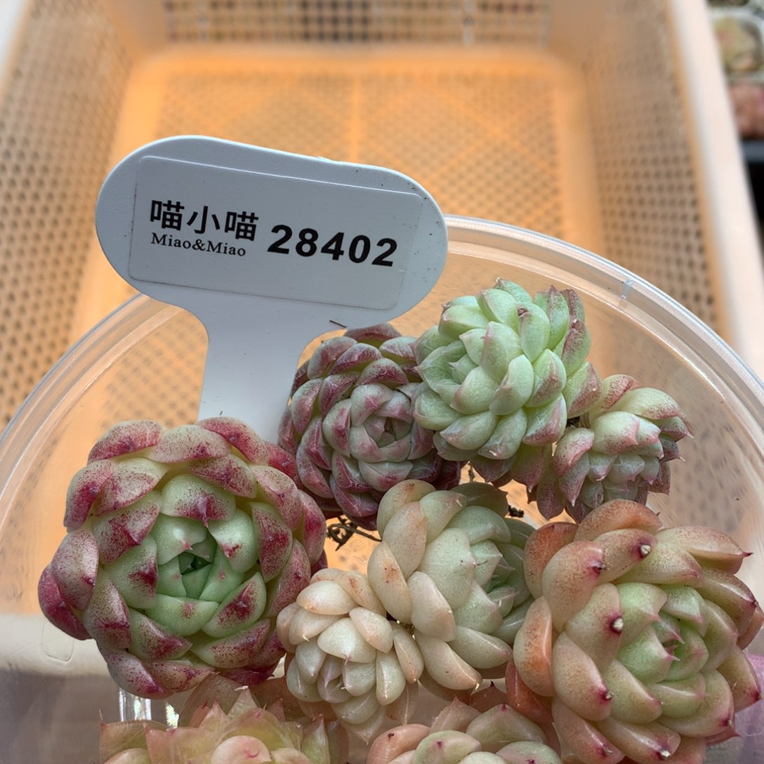 多肉植物麦秆珍妮