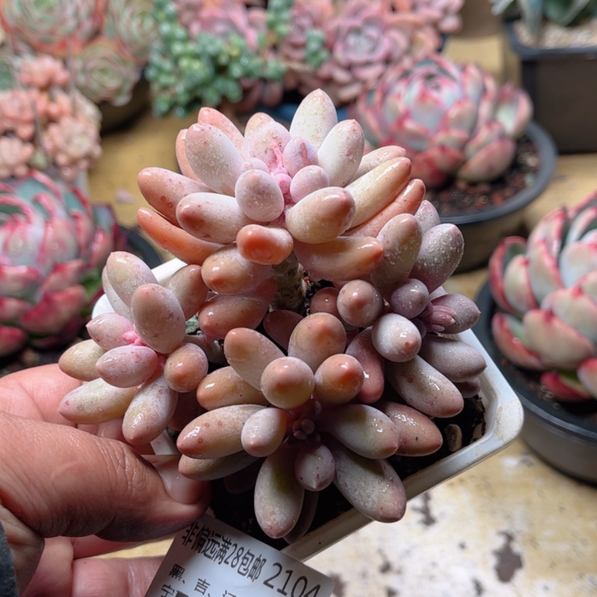 【闪购商品】2104汤圆