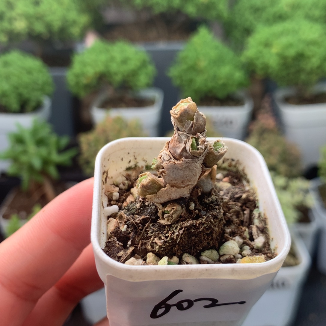 602碧光环。              