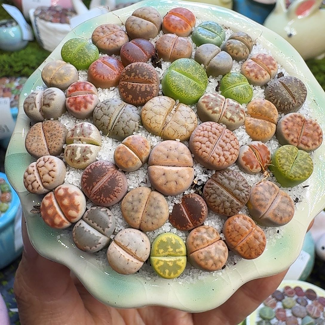 多肉植物福利冲977