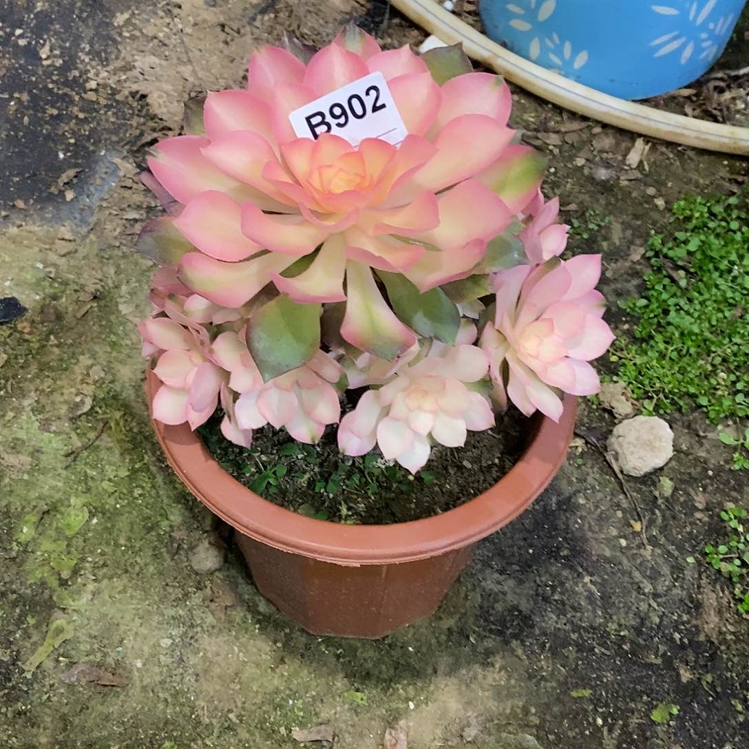 安**?香妃多肉植物902
