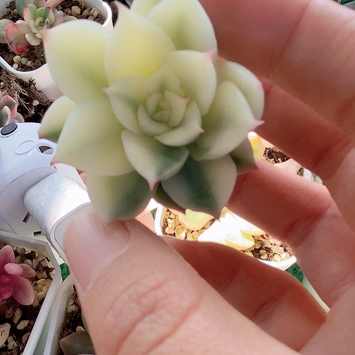 海蓝海蓝一物一拍，