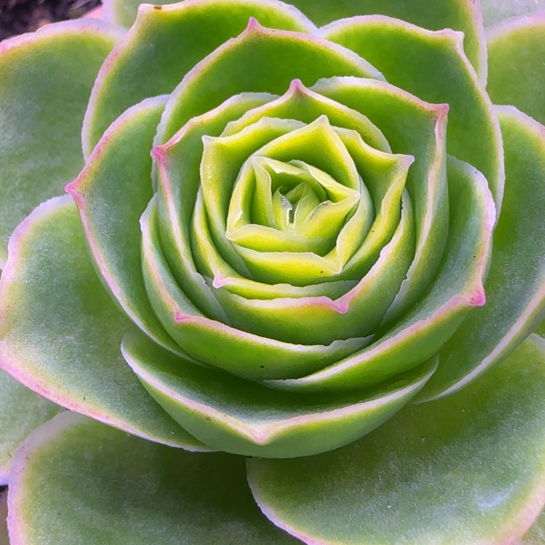 单头6.5厘米玫瑰12457676