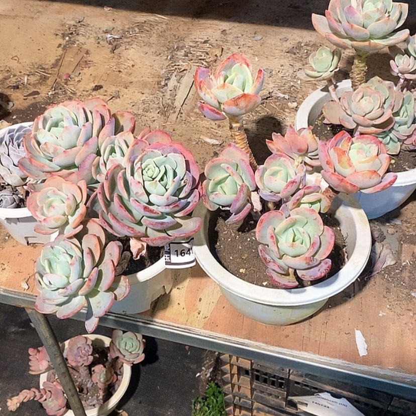 【闪购商品】念*鱼白月光两颗1641