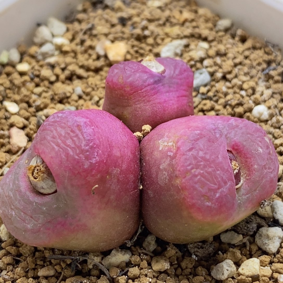 好看好看好看的超毛