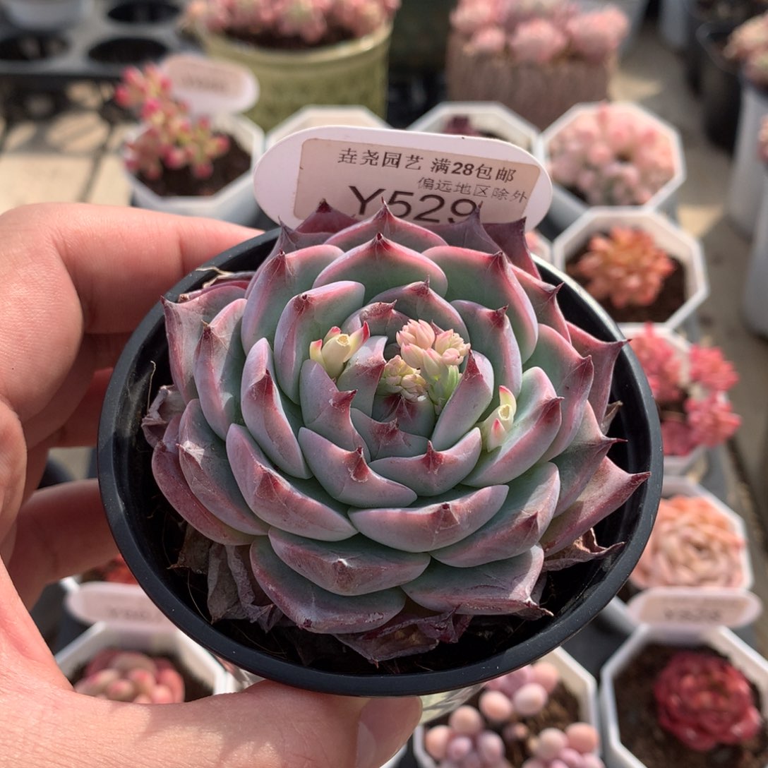 一物一拍 海鸥 7.5cm