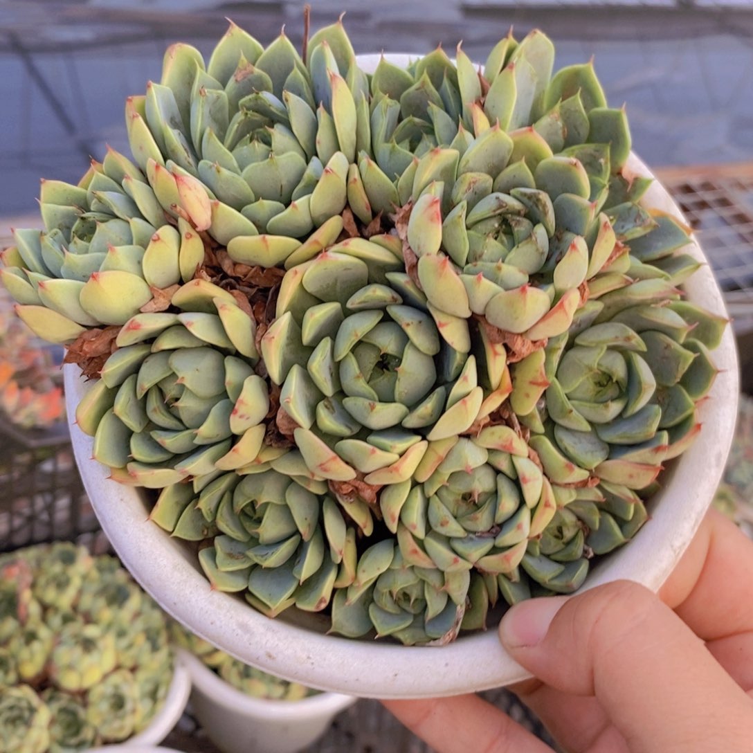 笨吧蒂斯手捧老桩