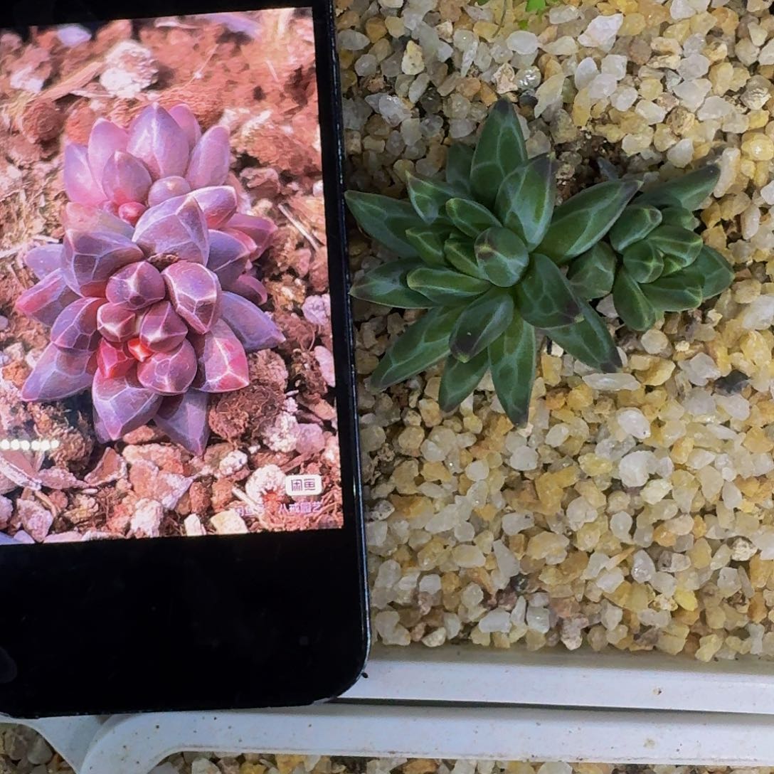 黑珍珠 美人 双头  一物一拍