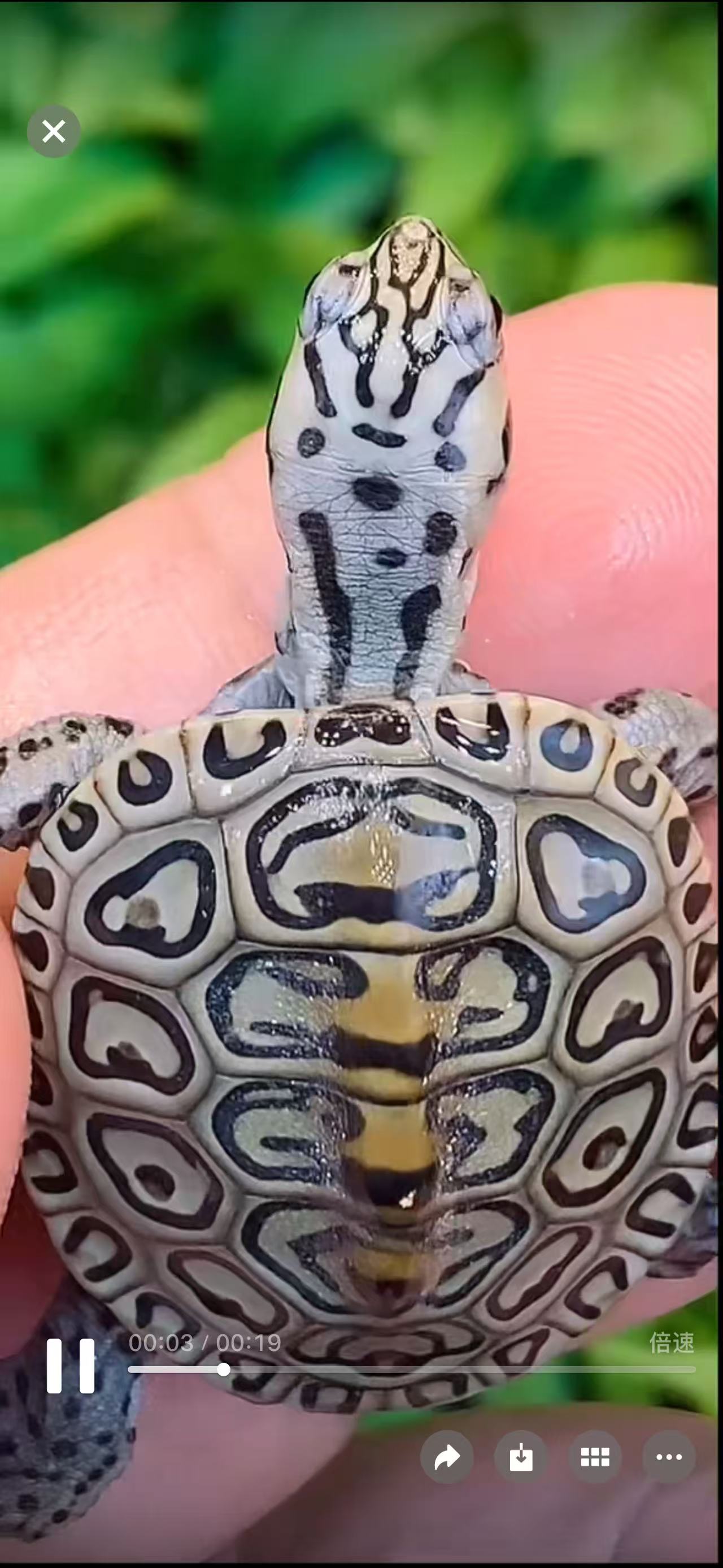 钻纹龟  锦花 大花 小花 直播链接 勿乱拍