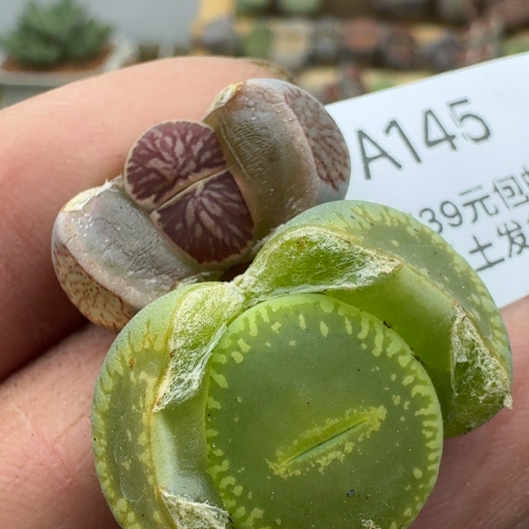 145多肉哈哈哈哈哈哈