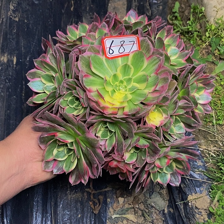 粉体海王老桩捧花687号