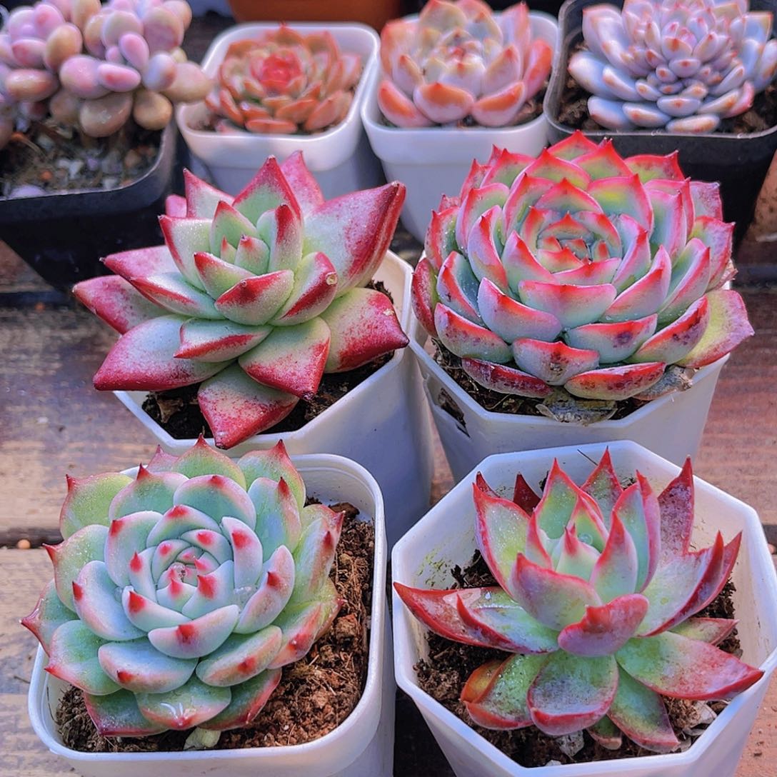 红乌木➕侧影➕吉娃娃➕惊鸿仙子