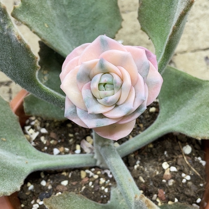 左***纯彩色可爱玫瑰锦一物一拍