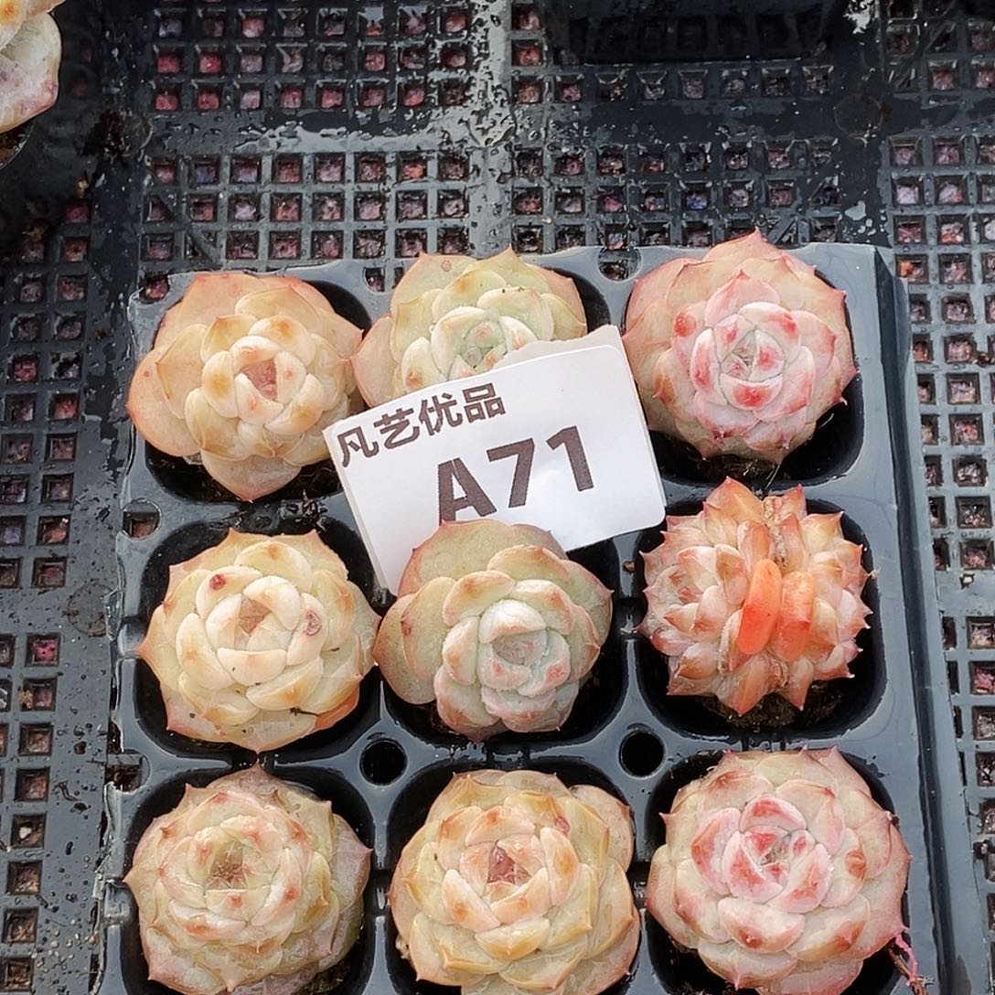 A71精品多肉一物一拍
