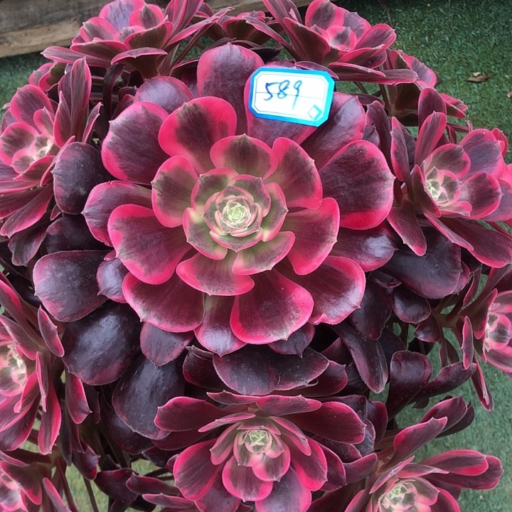 589凤冠多肉法师