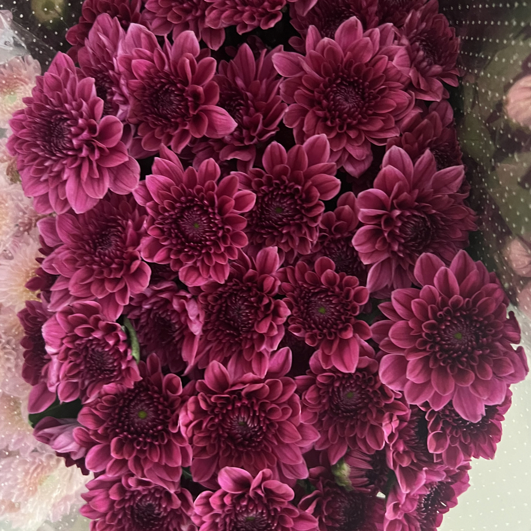 玫红颜色小雏菊一把10支花期久
