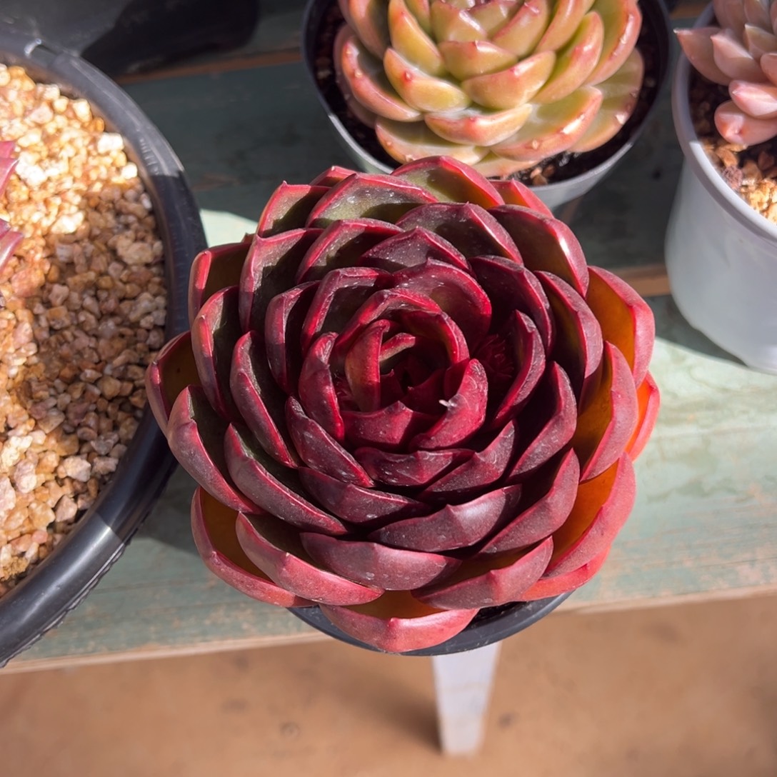 红灯美肉多肉植物