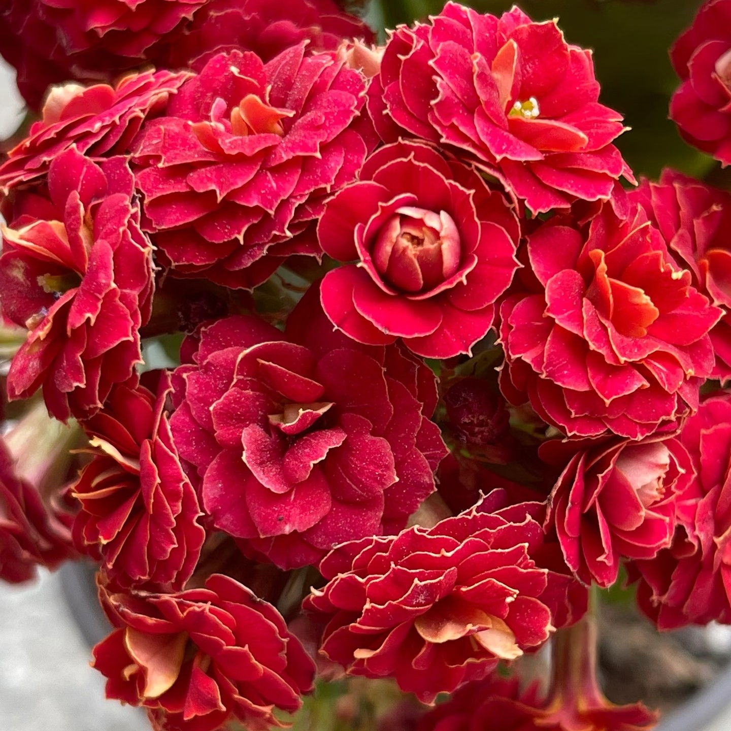 130盆一代苗【火狐狸】红色年宵花长寿花室内盆栽四季开花基地