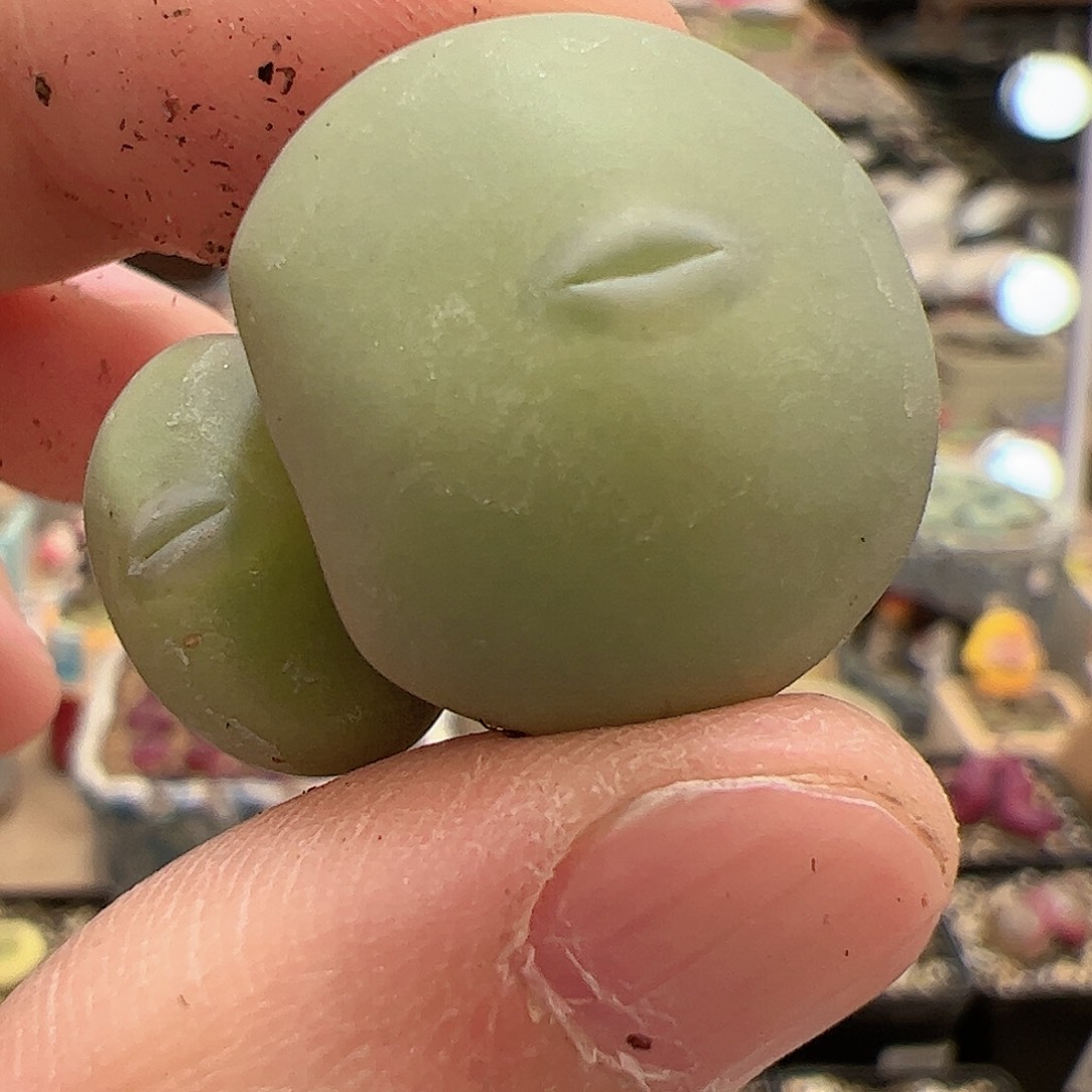 【闪购商品】187 女神节福利