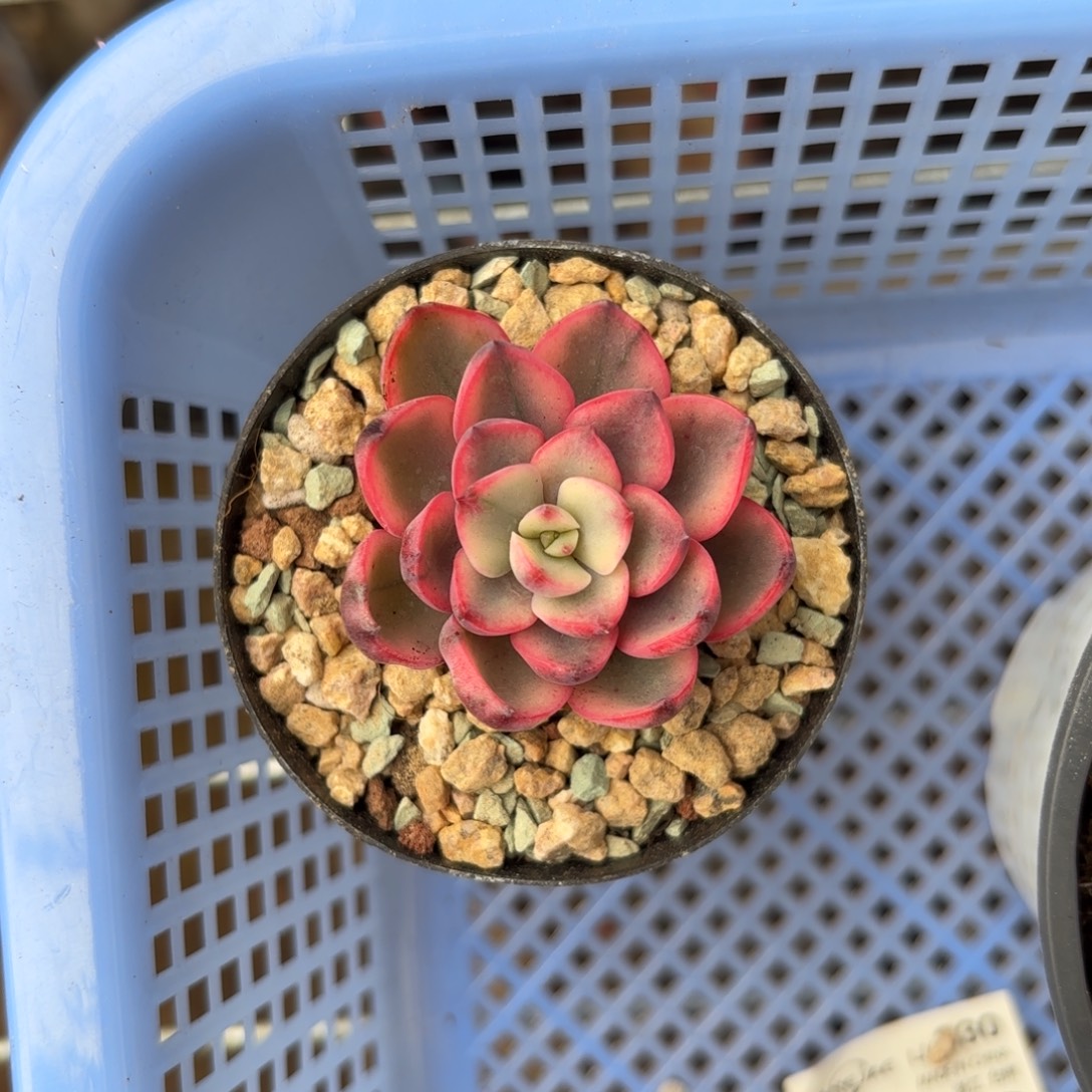 雨滴锦锦一物一拍