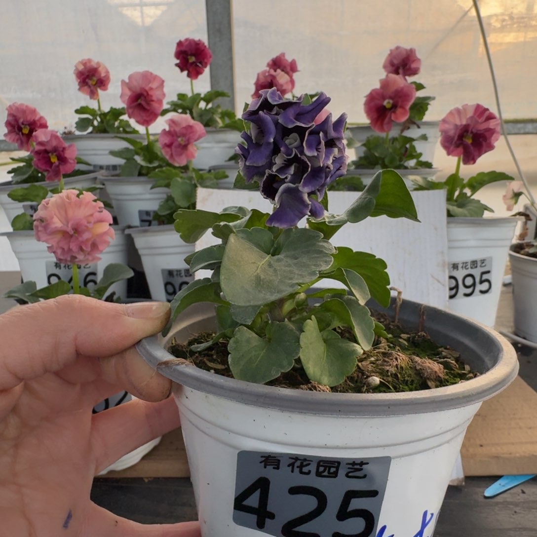 全部花朵425号角堇