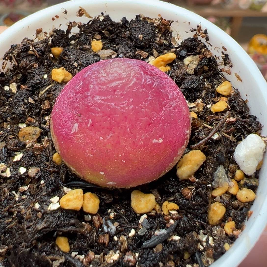 多肉植物99号灯泡