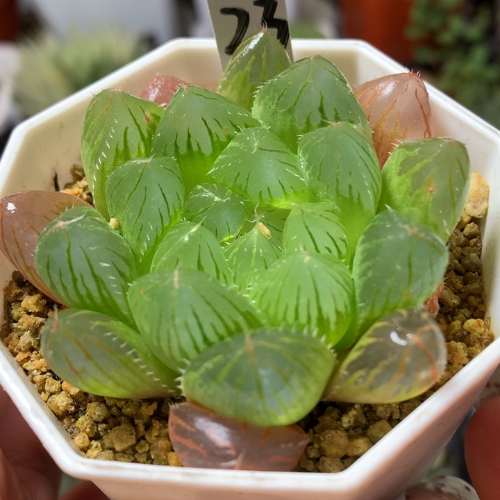 实生玉露带盆土发货