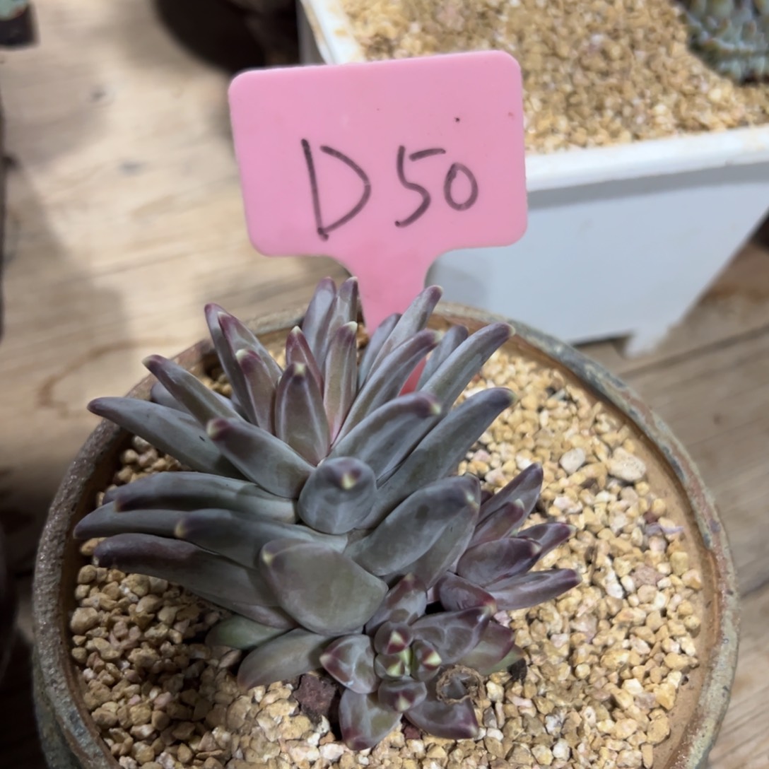 多肉植物一物一拍