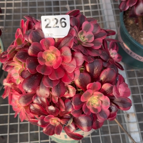 226美杜莎23厘米左右