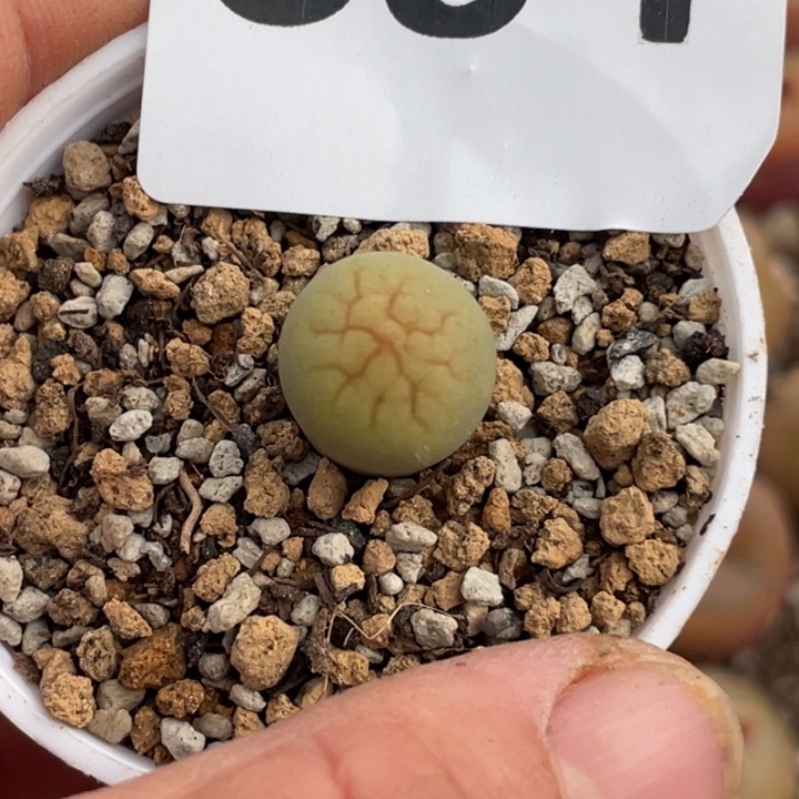 691黄绿富贵缀化带盆
