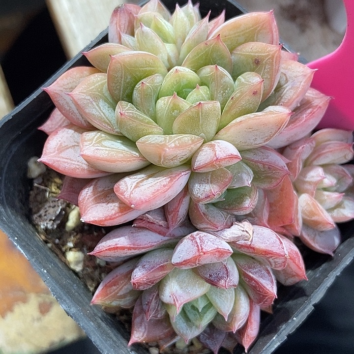多肉植物爱莎41多肉