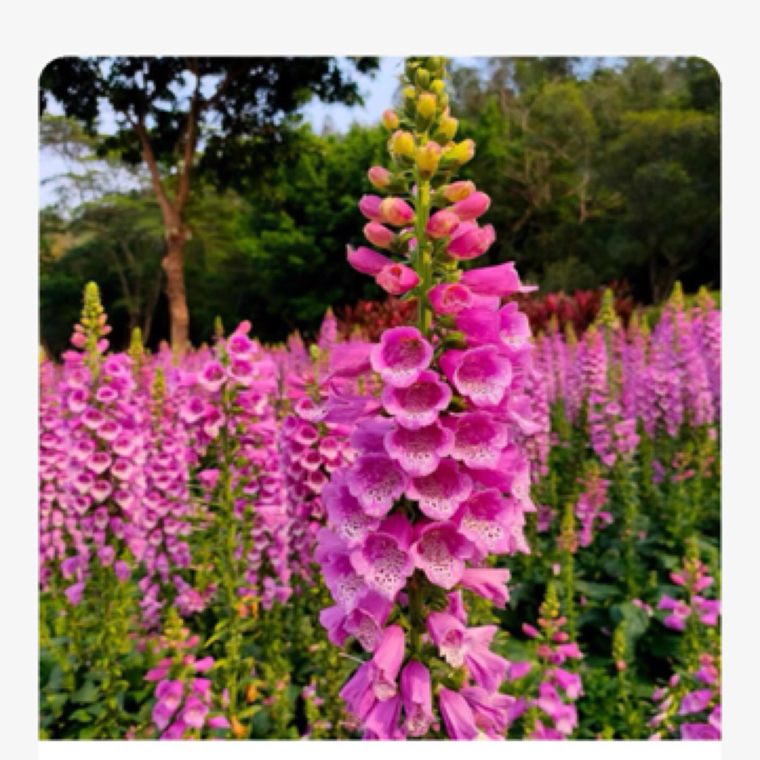 毛地黄大花飞燕草多年生植物阳台庭院地栽耐热耐寒
