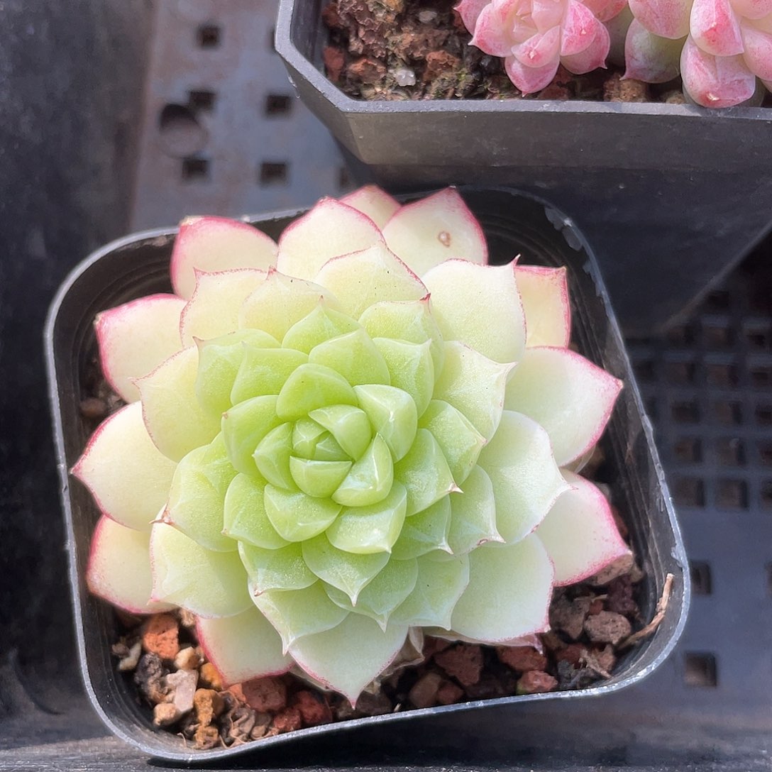 优选玫瑰花女王8113