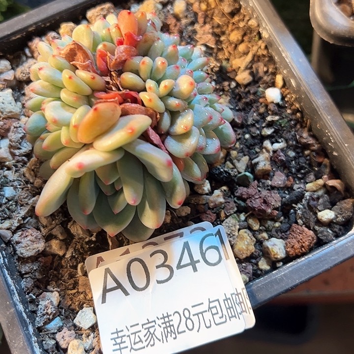 幸运的是我的朋友们都