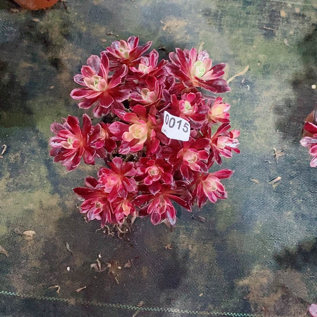 晚**ღ白婚纱0015多肉1111