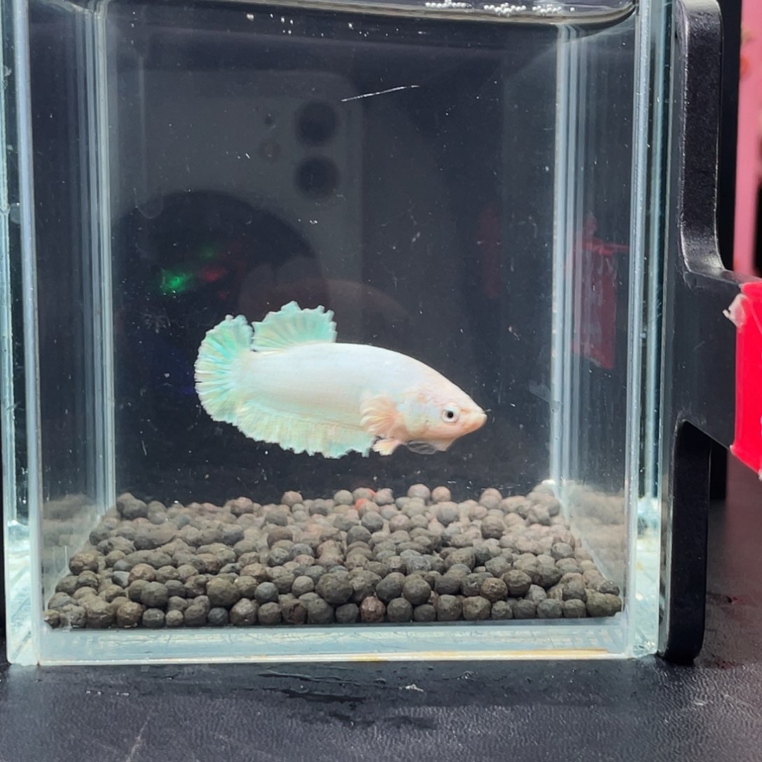 斗鱼57号97早绣球