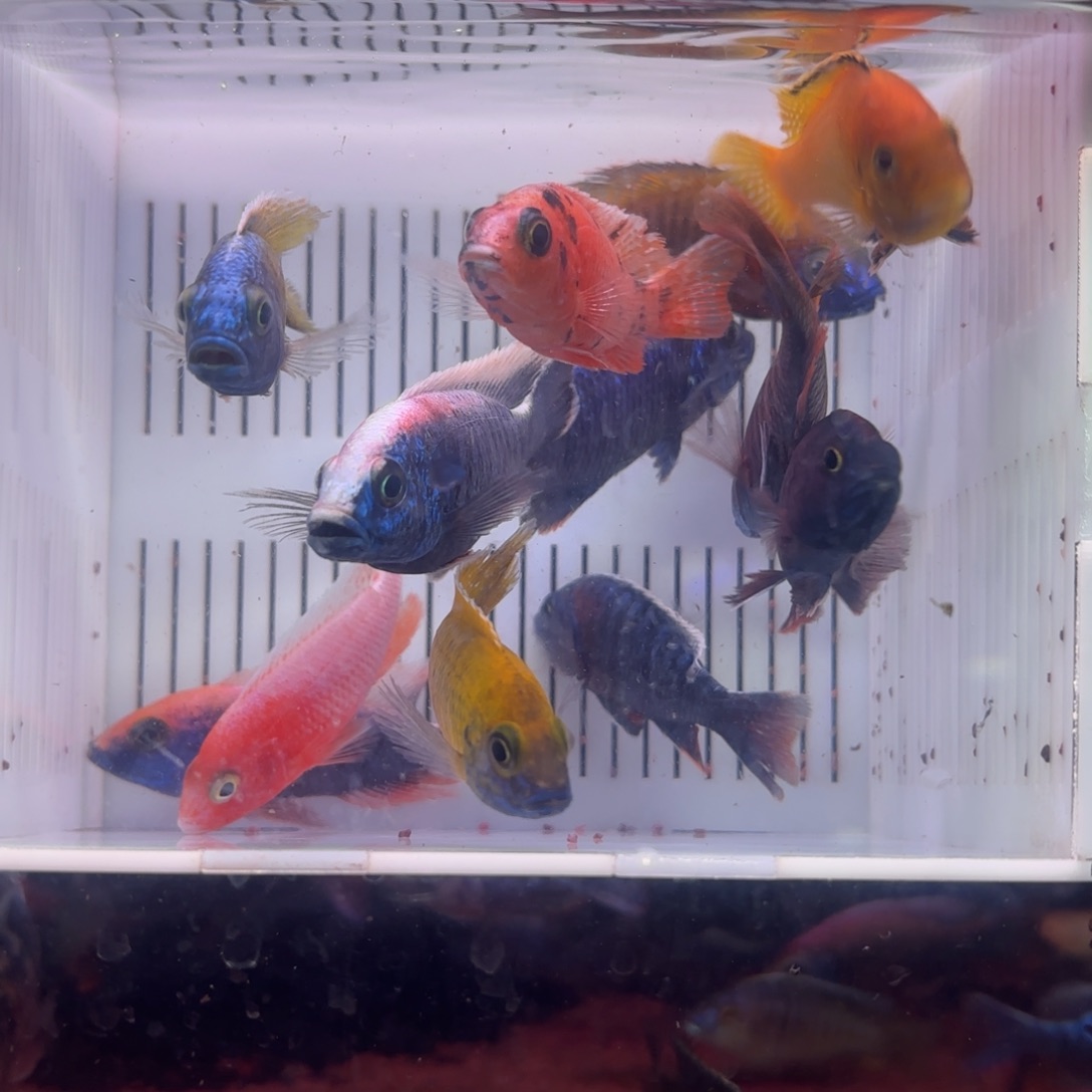 慈鲷鱼直播63号12条其中备损2条