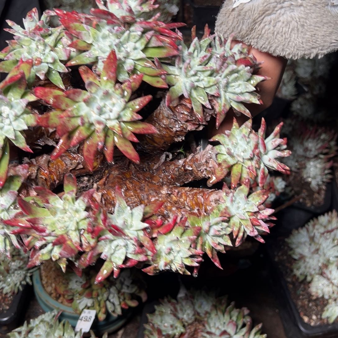 508哈哈哈哈哈哈哈