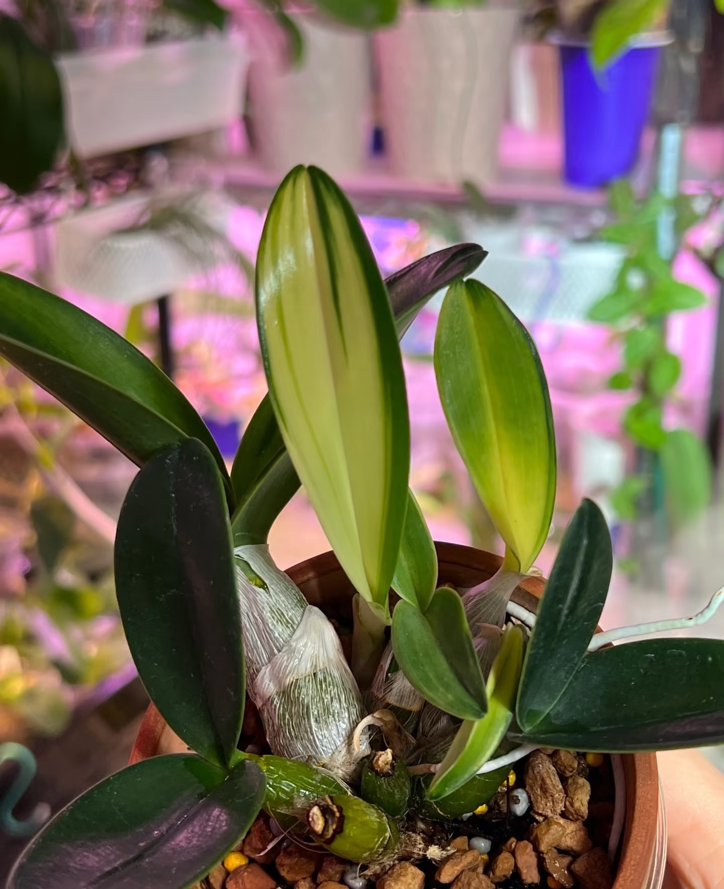 丹顶鹤石斛兰  爆花好养花期长室内阳台植物  云南鲜花绿植