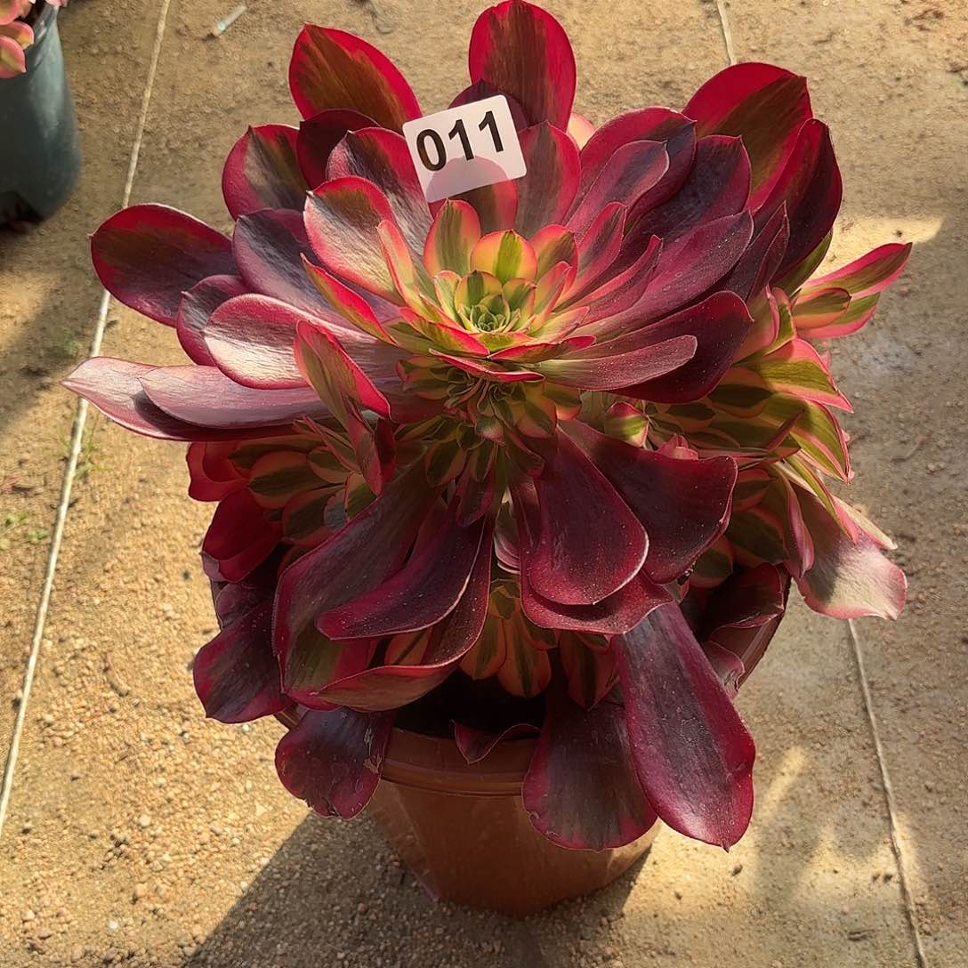 多肉法师美杜莎凤冠011