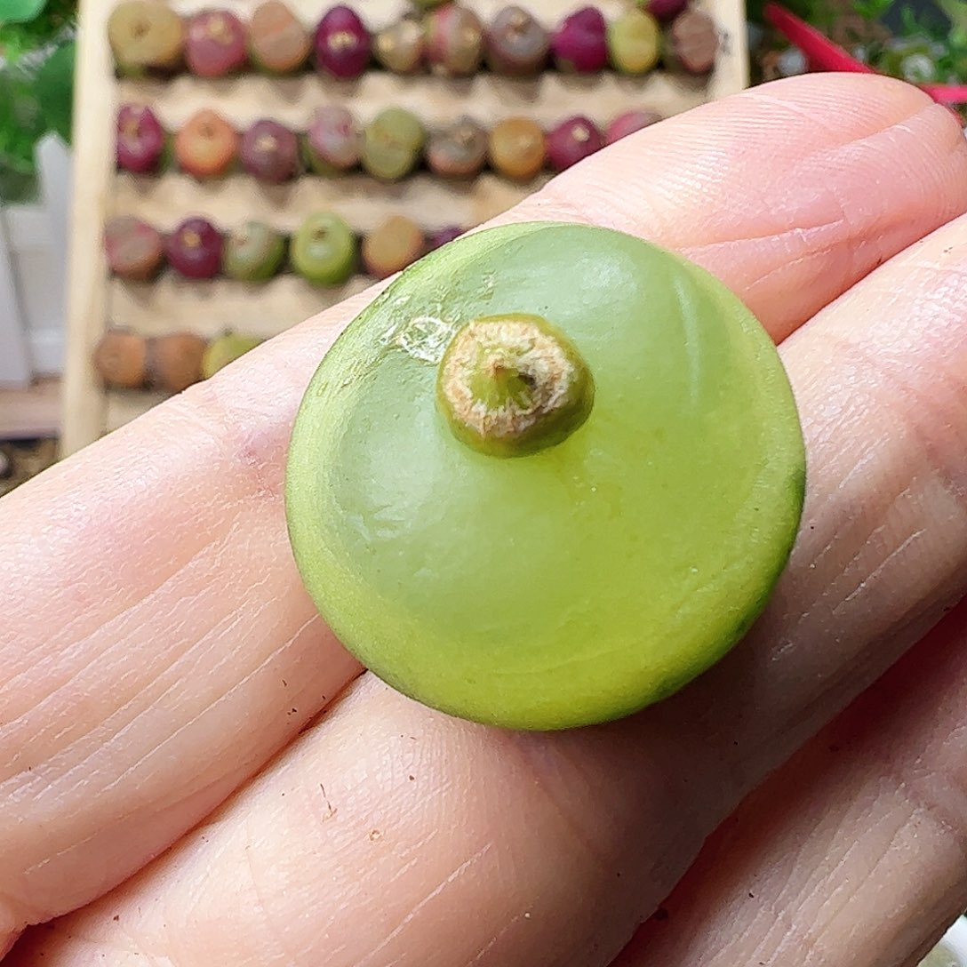 有伤特无售后……………………