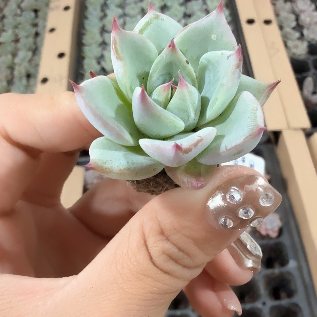 天空之城3颗一组